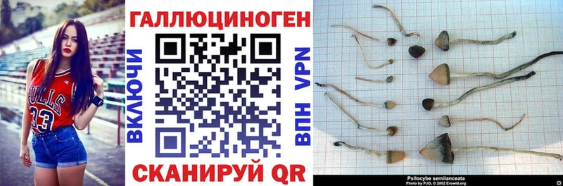 Купить где  Георгиевск  Псилоцибиновые грибы Magic Shrooms 
